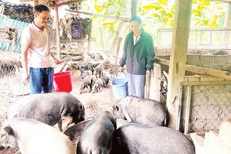 Anh Hồ Văn Thằn (trái) giới thiệu mô hình chăn nuôi lợn bản.