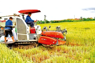Nông dân xã Hồng Quang, huyện Nam Trực (Nam Ðịnh) thu hoạch lúa chất lượng cao vụ xuân 2024.