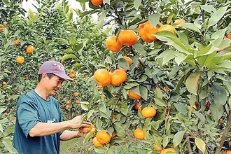 Sản phẩm cam đường của xã Kim An, huyện Thanh Oai được một số chuỗi cửa hàng kinh doanh nông sản sạch và siêu thị ký hợp đồng tiêu thụ sản phẩm. Ảnh: THÁI HIỀN