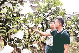 Mô hình trồng bưởi ghép trên cây cảnh mang lại thu nhập cao cho người dân xã Kim Hoa, huyện Mê Linh. Ảnh: Ðăng Anh