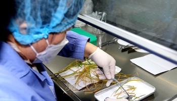 Nhà khoa học Trung Quốc phân tích mẫu cây và hạt lúa được mang về từ trạm vũ trụ. (Ảnh: Tân Hoa Xã)