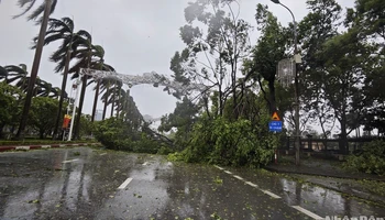 Gió bão quật đổ hàng trăm cây xanh tại thành phố Bắc Ninh.