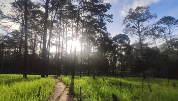Rừng thông trên núi Kirirom thuộc tỉnh Kampong Speu (Ảnh: Nguyễn Hiệp)