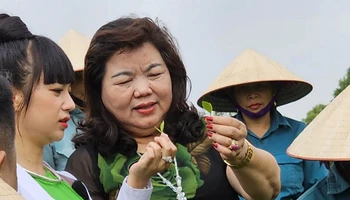 Sản phẩm chè Đinh cao cấp được Công ty TNHH chè Hoài Trung lựa chọn từ những búp chè tươi một tôm hai lá.