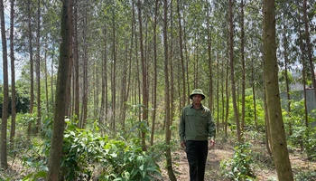 Khu rừng trồng trên núi Dược Sơn ở thành phố Chí Linh luôn được quản lý và bảo vệ tốt.