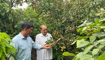 Cây nhãn hiếm hoi trong vườn nhà ông Nguyễn Đình Xuyên đậu quả khá sai.