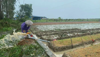 Nông dân huyện Kim Thành bơm nước tiêu úng cho ruộng cây giống.