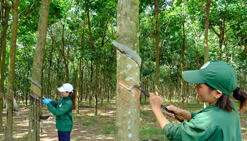 Công nhân khai thác mủ cao su tại Nông trường Phú Riềng Đỏ, Công ty Cao-su Phú Riềng, xã Phú Riềng, huyện Phú Riềng, tỉnh Bình Phước.