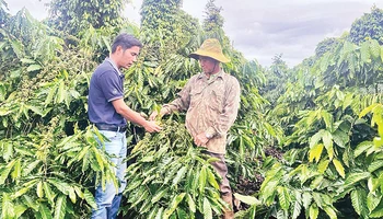 Cán bộ khuyến nông tỉnh Đắk Nông trao đổi với người dân về canh tác cà-phê bền vững.