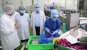Lãnh đạo Bộ Nông nghiệp và Phát triển nông thôn cùng đoàn công tác đã khảo sát tại Công ty Cổ phần công nghiệp thực phẩm THABICO Tiền Giang.