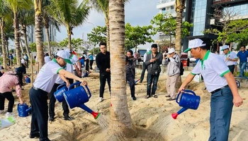 Thành phố Đà Nẵng ra quân trồng thêm nhiều cây dừa dọc bãi biển, sáng ngày 24/2. Ảnh: ANH ĐÀO