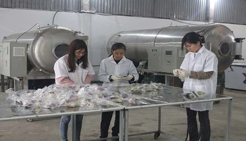Các công nhân đóng gói sản phẩm tại Hợp tác xã Hoàng Trà.