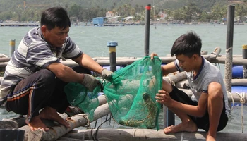 Người nuôi kiểm tra tôm hùm nuôi trong lồng bè vào mỗi buổi sáng.