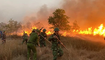 Bộ đội Biên phòng Quảng Bình tham gia cùng các lực lượng dập lửa cứu rừng trên cát ở xã Hải Ninh, huyện Quảng Ninh.