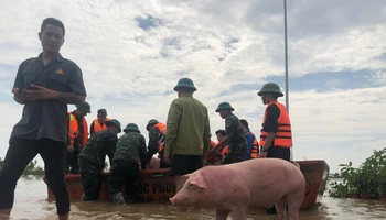 Lực lượng quân đội hỗ trợ người dân các xã ven đê huyện Văn Giang vận chuyển đàn lợn từ vùng lụt ra vị trí an toàn chiều 12/9.