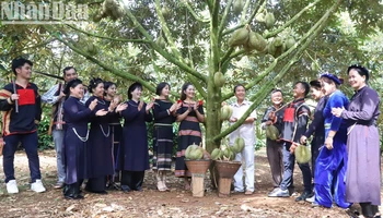 Đồng bào Tây Nguyên vui cùng Lễ hội Sầu riêng 