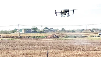 Sử dụng thiết bị bay không người lái (drone) để phun thuốc bảo vệ thực vật trong sản xuất nông nghiệp ở Hải Dương. (Ảnh BẢO HÂN)