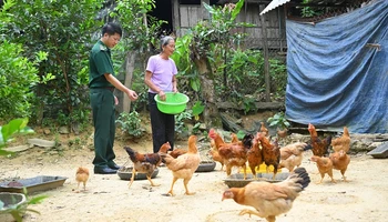 Đàn gà của gia đình bà Xỉnh do Đồn Biên phòng Phúc Sơn hỗ trợ phát triển tốt.