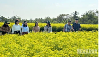Nhiều hộ Khmer ở xã Vĩnh Trạch Đông (thành phố Bạc Liêu) trồng các loại rau thơm đem lại hiệu quả kinh tế cao. Ảnh: TRỌNG DUY