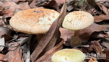 Loại nấm ông Hoàng mua không rõ loại, tương tự “nấm hột gà”, sau đó chế biến cho gia đình cùng ăn.