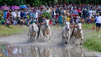 Hai đôi bò tranh tài quyết liệt.