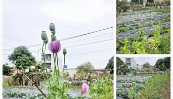 Cây anh túc trong vườn rau nhà ông Nguyễn Xuân Hữu ở xóm 8, xã Giao Yến, huyện Giao Thủy (Nam Định). (Ảnh do Công an huyện Giao Thủy cung cấp)