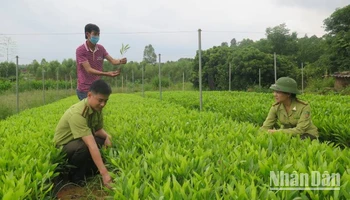 Cán bộ Chi cục Kiểm lâm tỉnh Lạng Sơn kiểm tra chất lượng giống cây trồng lâm nghiệp tại huyện Hữu Lũng.