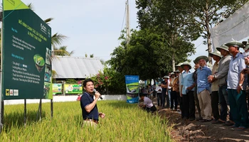 Nhà khoa học và nhà nông tham quan mô hình canh tác lúa thông minh.