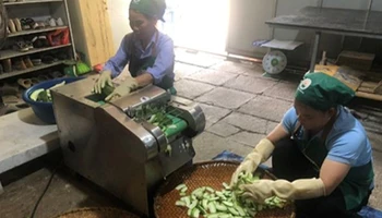 Sản xuất trà bí xanh thơm tại Hợp tác xã Yến Dương (Ba Bể). (Ảnh: LƯU HUỆ)