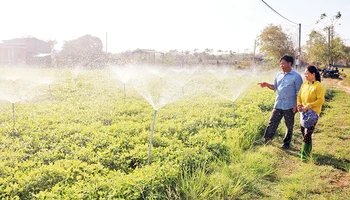 Hộ dân ấp Huyền Đức sử dụng nguồn nước từ hồ trữ nước Long Sơn tưới phun cho cây đậu phộng.