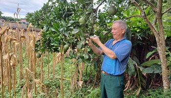 Thương binh Triệu Quốc Tài (xóm Dẻ Đoóng, xã Hồng Việt, huyện Hòa An) chăm sóc vườn cây ăn quả của gia đình.