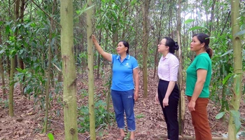 Gia đình bà Nông Thị Hằng, thôn Phục Hưng, xã Lương Thiện được vay 100 triệu đồng từ Phòng giao dịch Ngân hàng Chính sách xã hội huyện Sơn Dương để trồng keo.