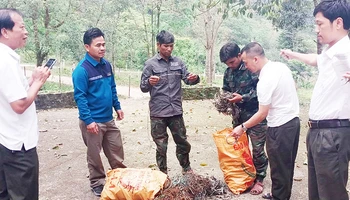 Lực lượng nhận khoán bảo vệ rừng tham gia tháo gỡ bẫy động vật hoang dã tại Khu bảo tồn thiên nhiên Đakrông.