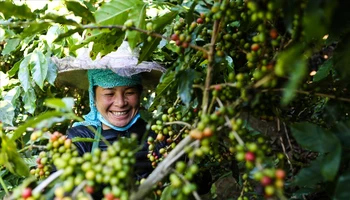 Aratay Coffee: Gắn sao cho sản phẩm OCOP bằng “sự tử tế”