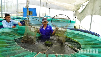 Mô hình trồng rau thủy canh kết hợp nuôi cá hữu cơ tại Công ty TNHH Nông sản Đồng Tháp AQUA. (Ảnh: HỮU NGHĨA)