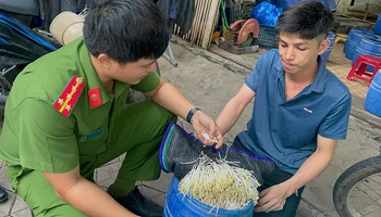 Qua kiểm tra, Công an thành phố Quảng Ngãi phát hiện giá đỗ do chủ cơ sở Đào Văn Lập sản xuất sử dụng hóa chất kích thích tăng trưởng.