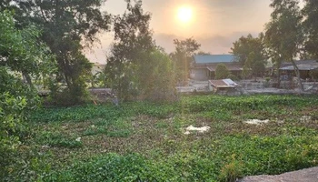 Người dân diệt lục bình gây ra ô nhiễm nguồn nước tại thị trấn Mỹ Phước, huyện Tân Phước. 