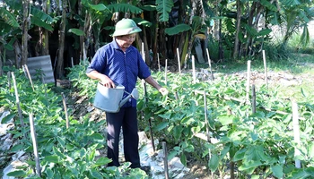 Một người cao tuổi ở huyện Thạch Hà, tỉnh Hà Tĩnh khởi nghiệp từ mô hình trồng rau sạch. (Ảnh CHÍ TÂM)