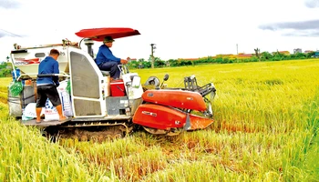 Nông dân xã Hồng Quang, huyện Nam Trực (Nam Ðịnh) thu hoạch lúa chất lượng cao vụ xuân 2024.