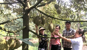 Một vườn trái cây ở thành phố Long Khánh.