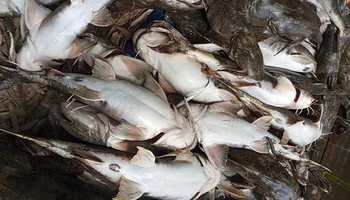 Cá chiên của Hợp tác xã cá chiên Thái Hòa, huyện Hàm Yên, tỉnh Tuyên Quang chết bất thường.