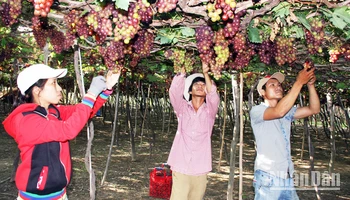 Nông dân xã Vĩnh Hải, huyện Ninh Hải (Ninh Thuận) chăm sóc nho theo tiêu chuẩn VietGAP.