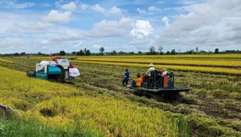 Việc bổ sung hoàn thiện "Quy trình kỹ thuật sản xuất lúa chất lượng cao và phát thải thấp vùng đồng bằng sông Cửu Long" là cần thiết.