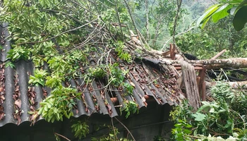 Một căn nhà lợp tôn bị cây đổ vào gây hư hại nặng. Ảnh: TRẦN LỘC.