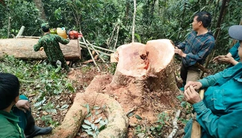 Bộ đội Biên phòng bắt quả tang các đối tượng có hành vi xâm hại tài nguyên rừng.
