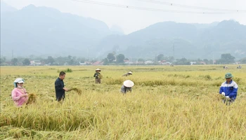Thu hoạch lúa đặc sản tại huyện Phù Yên, tỉnh Sơn La. (Ảnh Quang Anh)