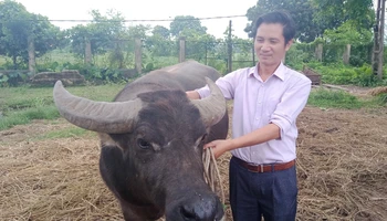 Tiến sĩ Nguyễn Văn Đại và cộng sự bảo tồn và nhân giống nhiều giống trâu quý.