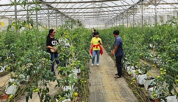 Trồng cà chua trong nhà lưới tại Ban Quản lý Khu Nông nghiệp ứng dụng công nghệ cao Măng Đen.