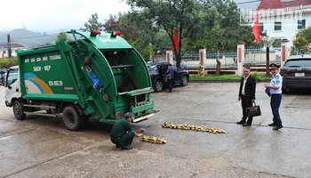 Tiêu hủy 148 cây sâm giống giả sâm Ngọc Linh.