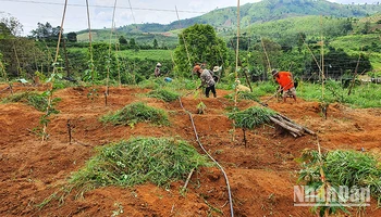 Đồng bào dân tộc thiểu số huyện Sa Thầy chuyển đổi mô hình từ trồng sắn sang trồng chanh dây cho hiệu quả kinh tế cao.